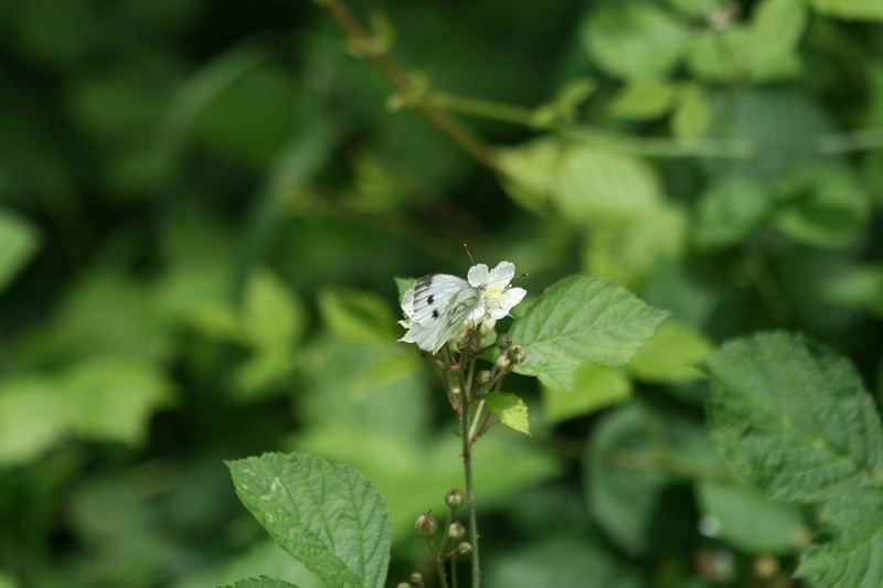 Blume mit Schmetterling