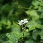 Blume mit Schmetterling