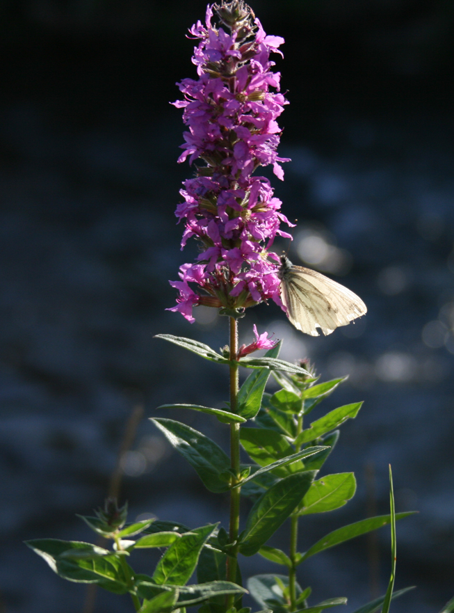 Blume mit Schmetterling