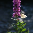 Blume mit Schmetterling