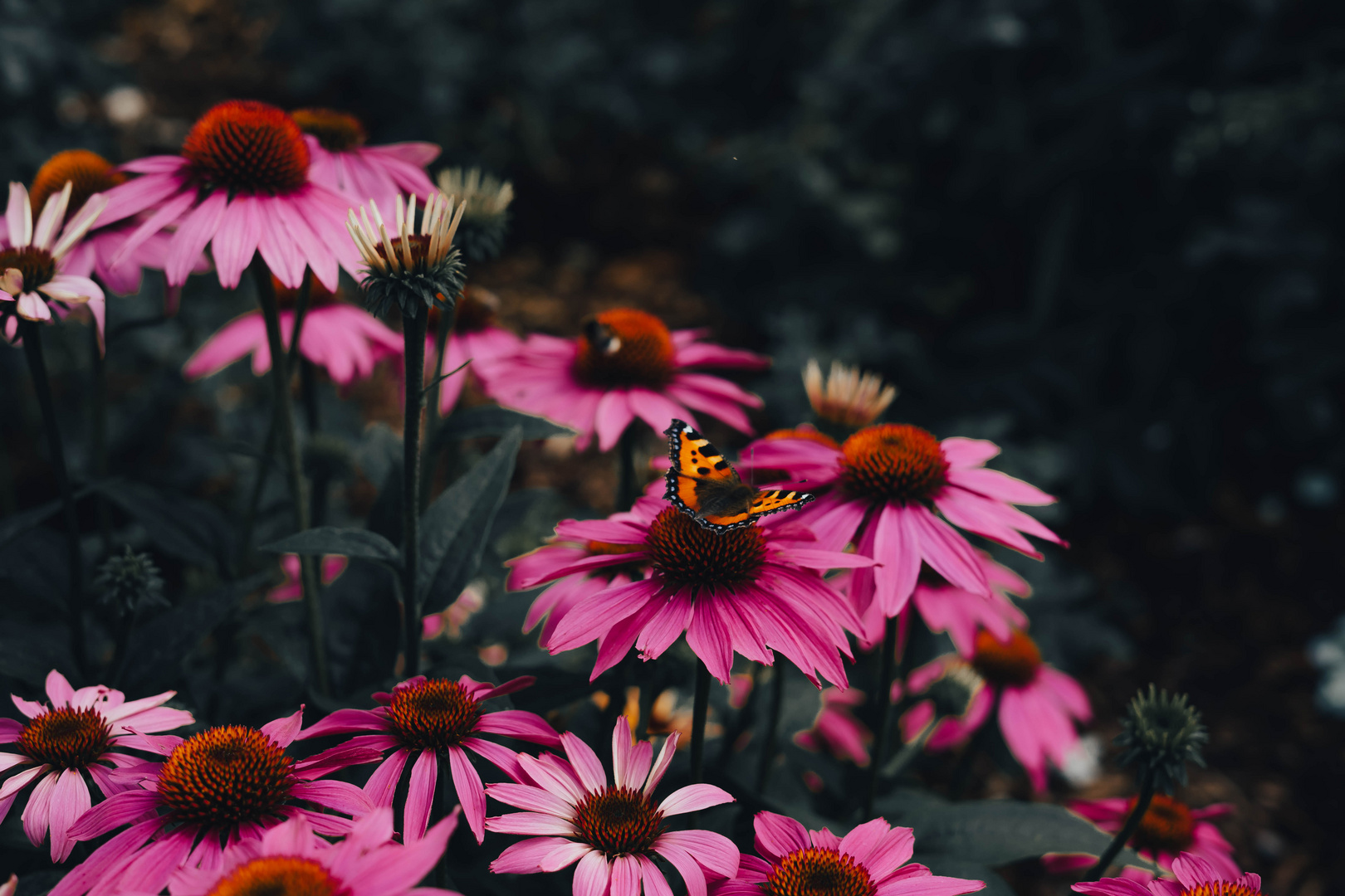 Blume mit Schmetterling