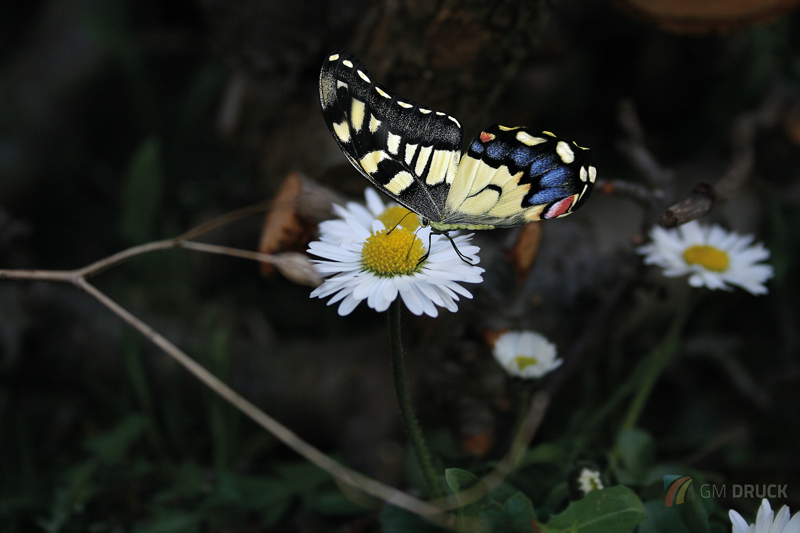 Blume mit Schmetterling