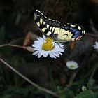 Blume mit Schmetterling