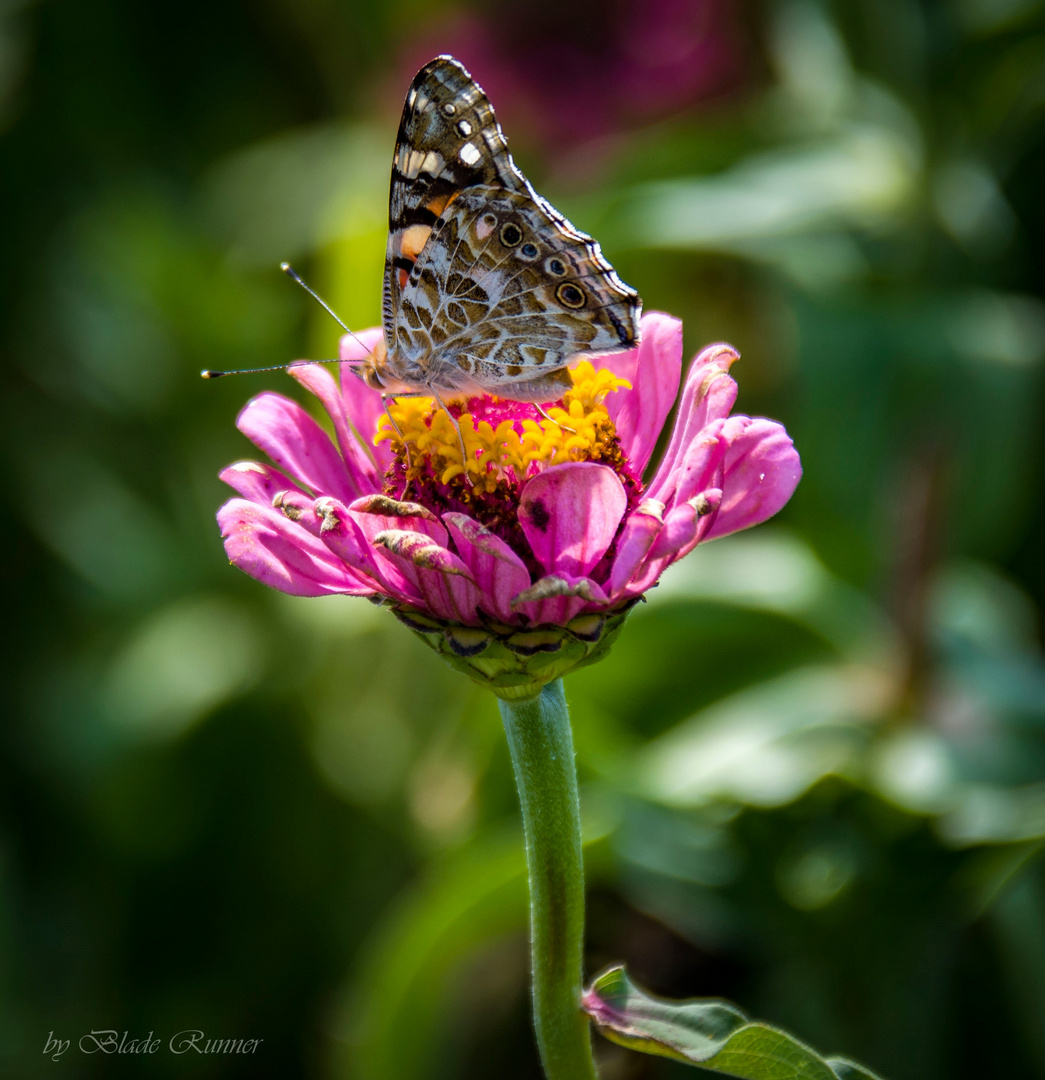 Blume mit Schmetterling