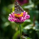 Blume mit Schmetterling