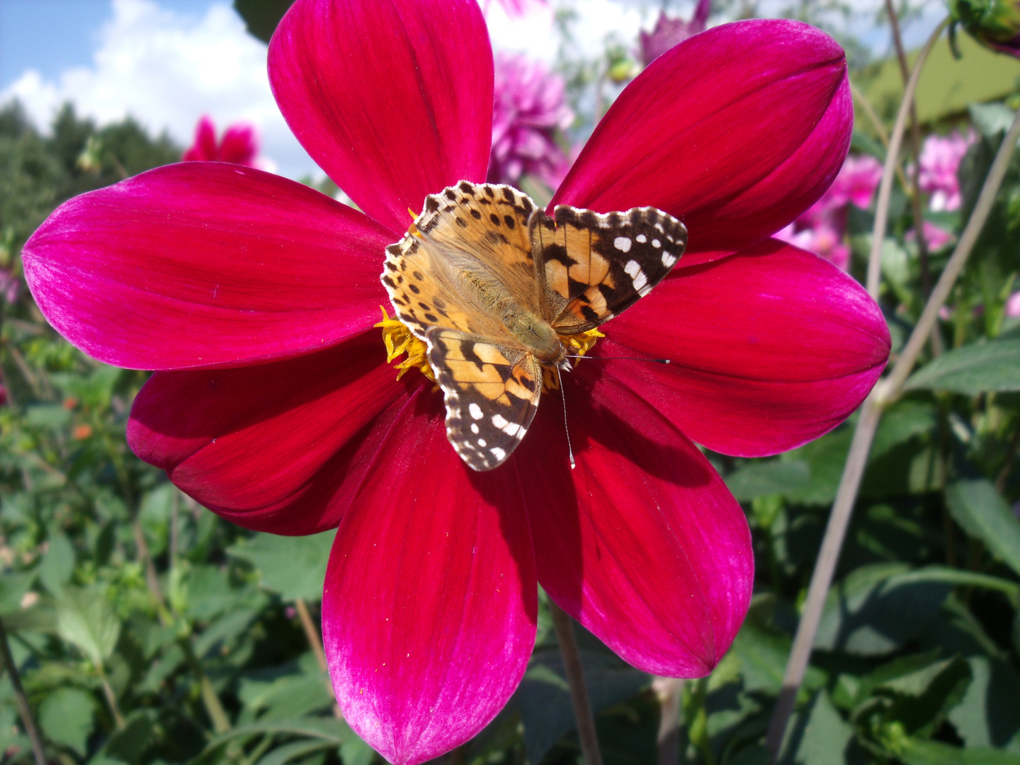 Blume mit Schmetterling - BUGA2009-