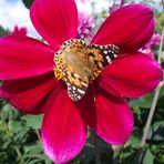 Blume mit Schmetterling - BUGA2009-