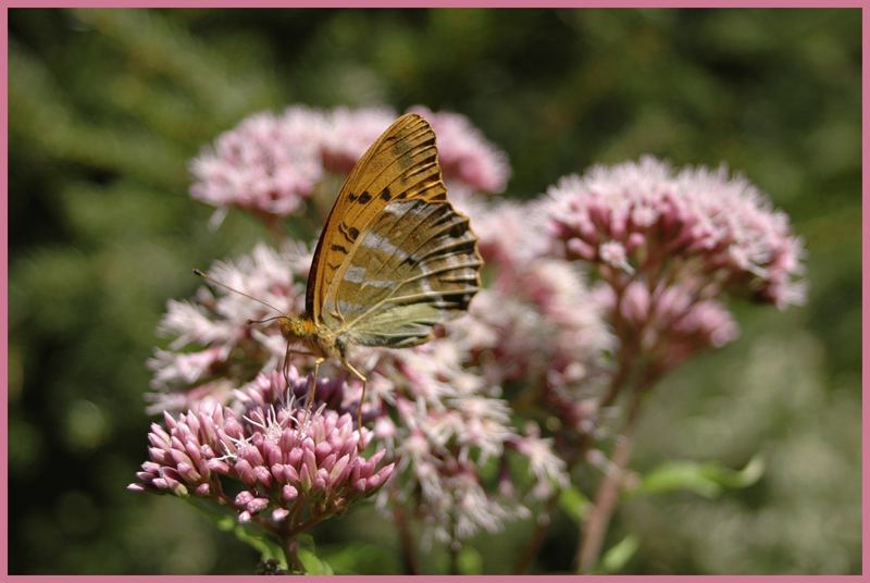 Blume mit Schmetterling