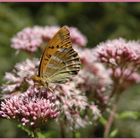 Blume mit Schmetterling