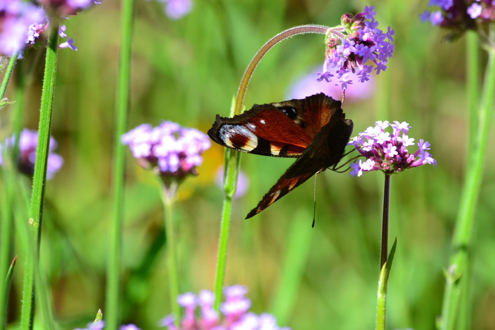 Blume mit Schmetterling