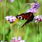 Blume mit Schmetterling