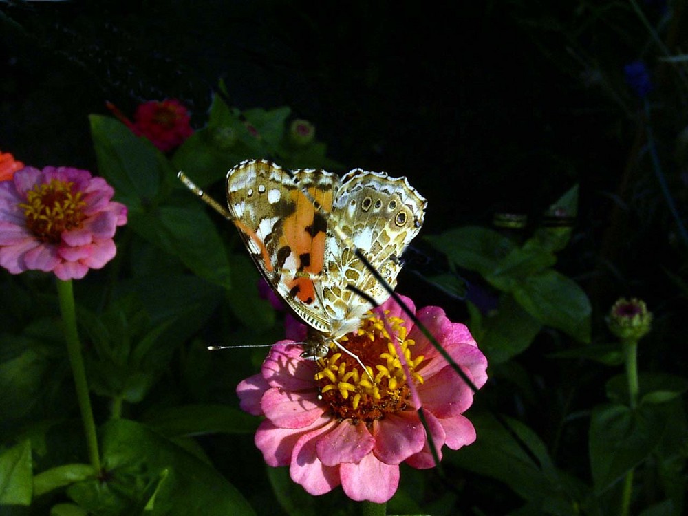 Blume mit Schmetterling (Name?)