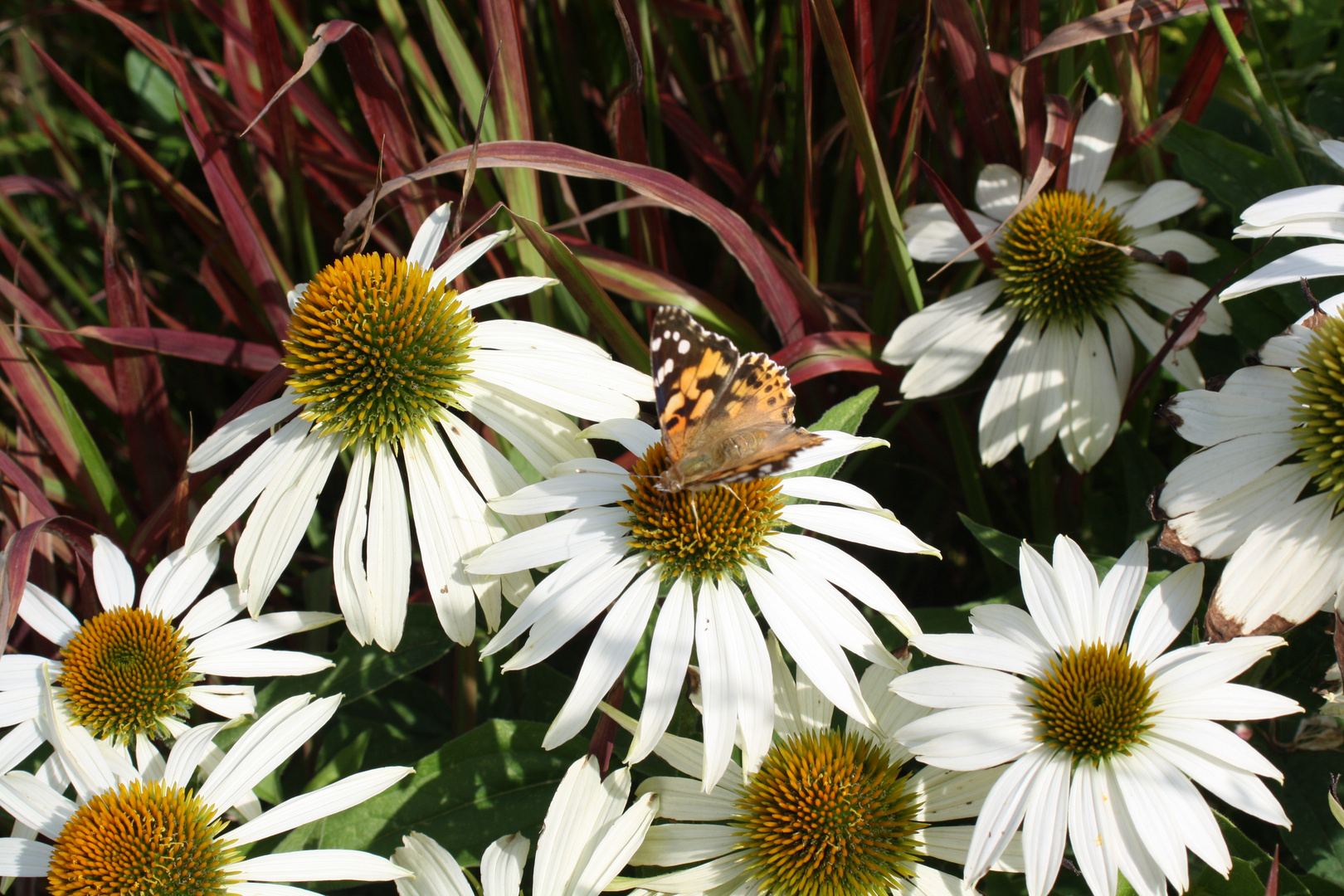 Blume mit Schmetterlingsbesuch