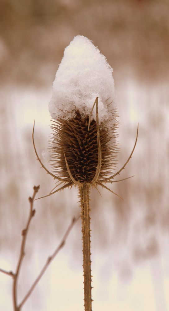 Blume mit Schneehut