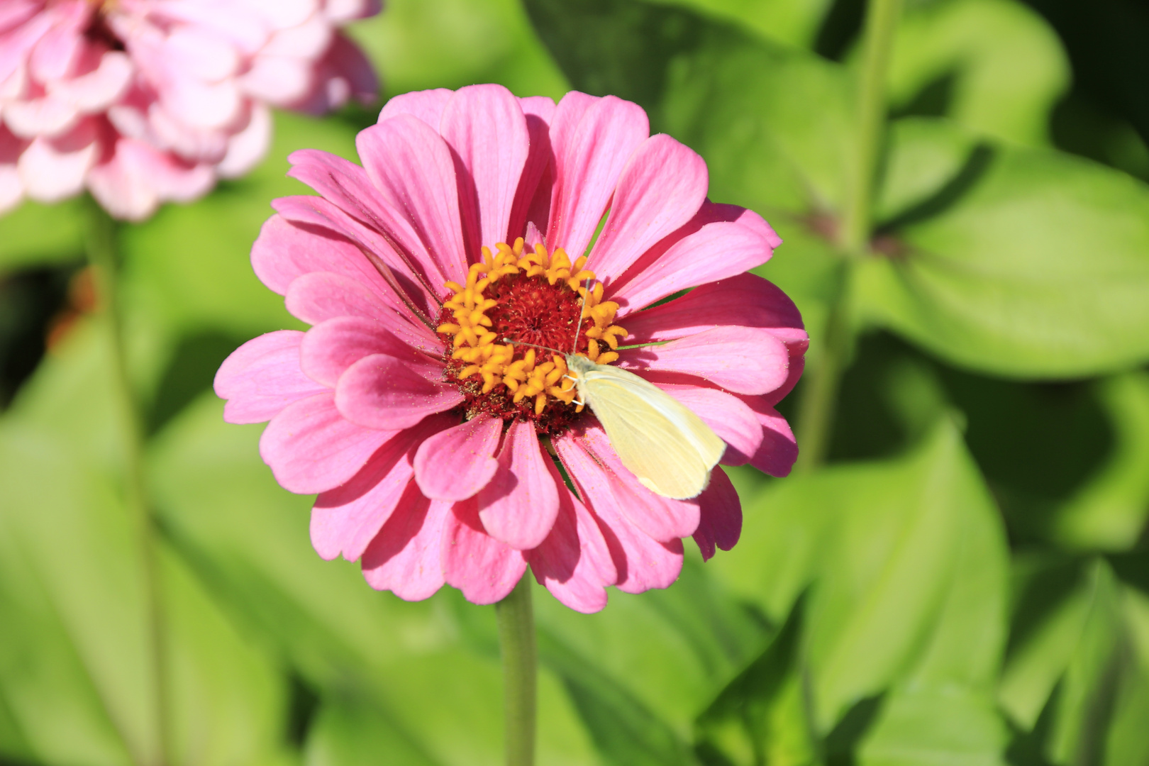 Blume mit Smeterling