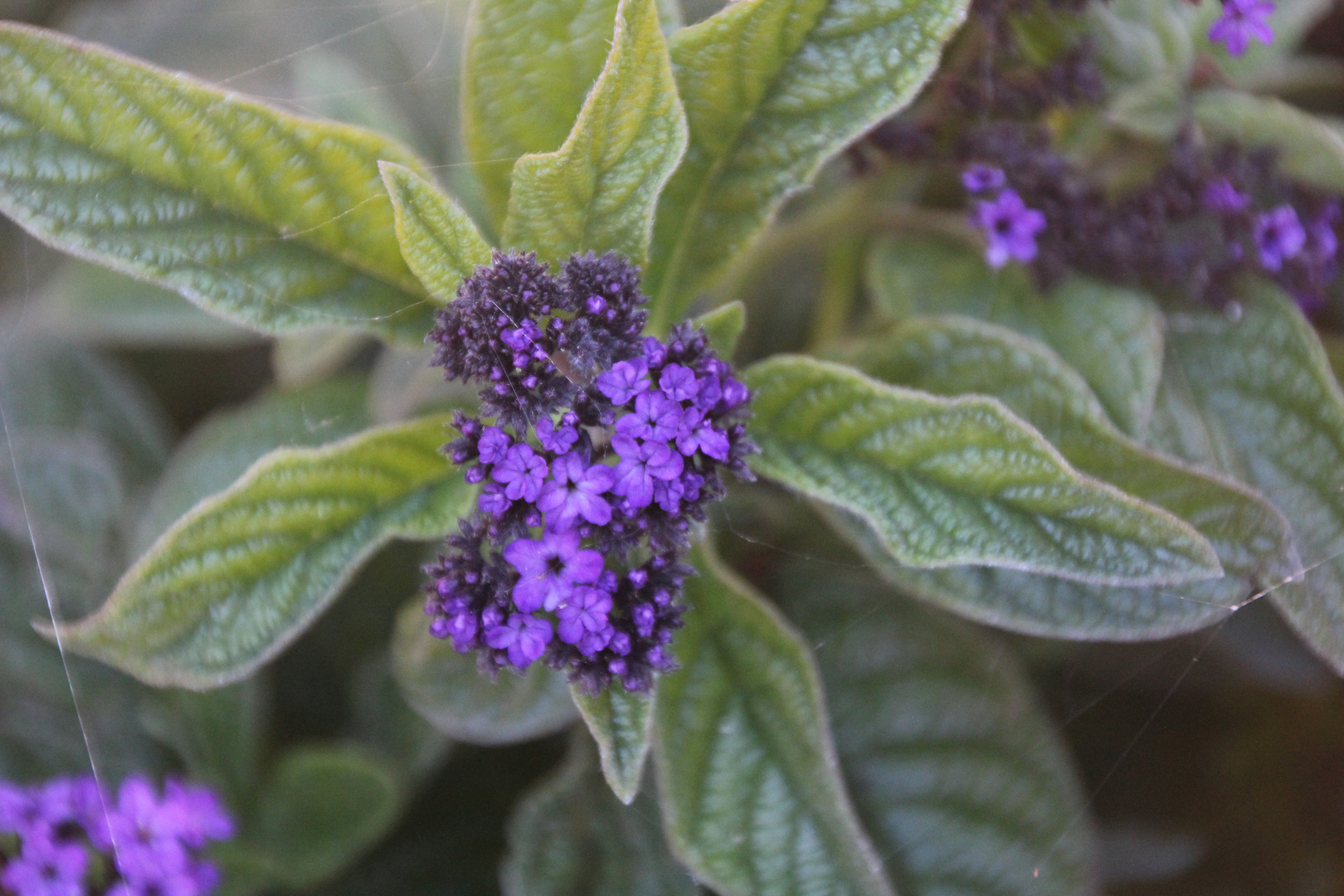 Blume mit Spinnennetz