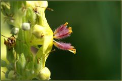 Blume mit Staubwedel :-)