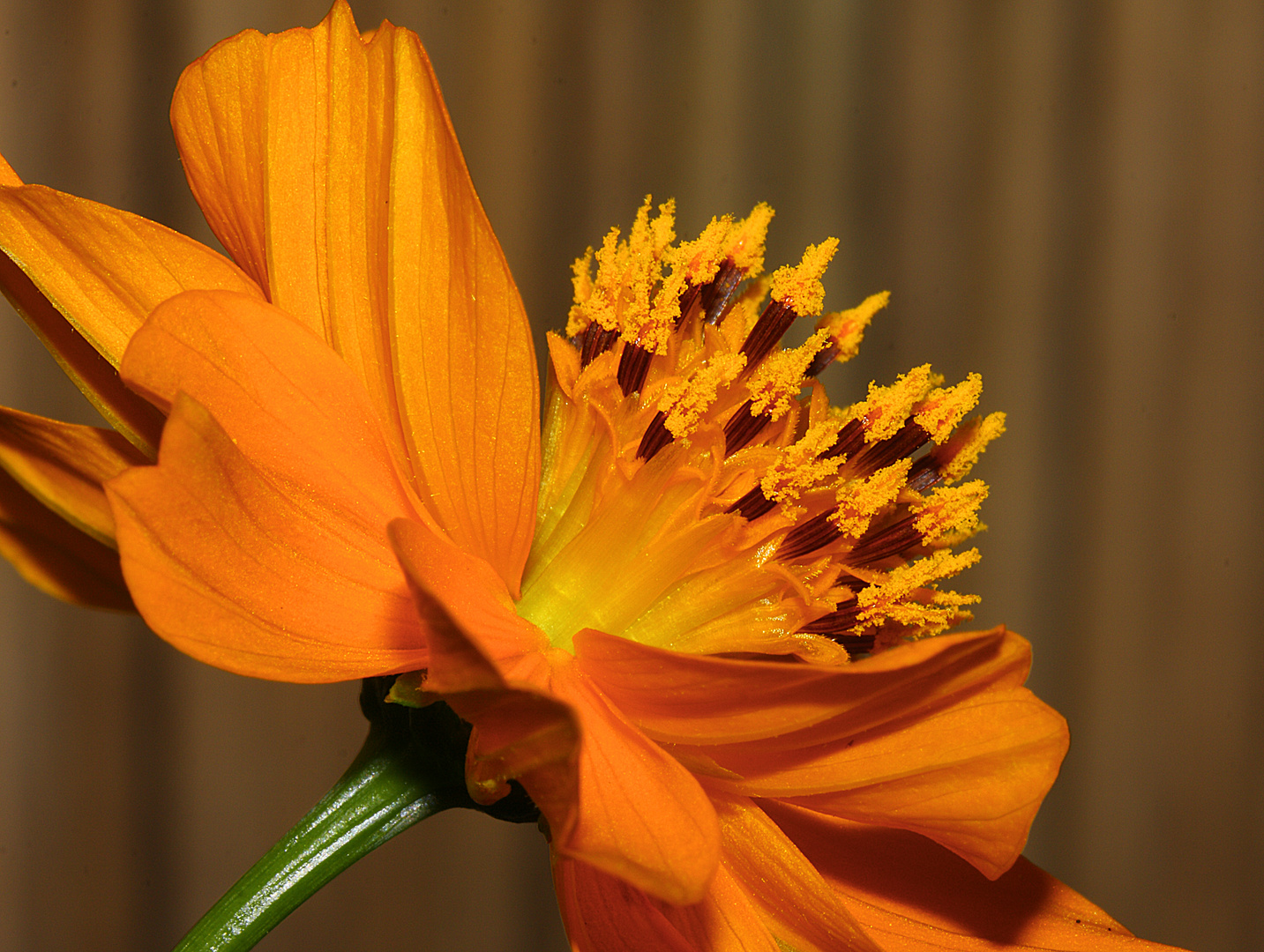 Blume mit Stempel und Blütenstaub