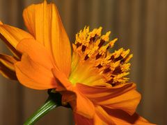 Blume mit Stempel und Blütenstaub