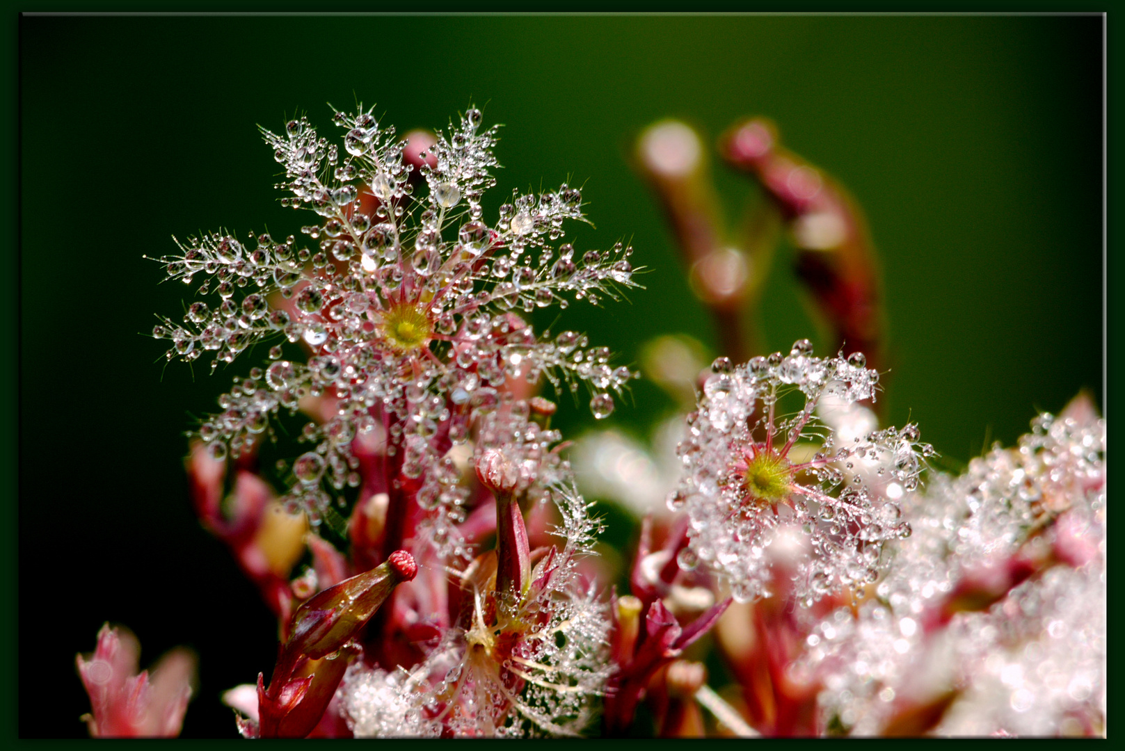 Blume mit Tau