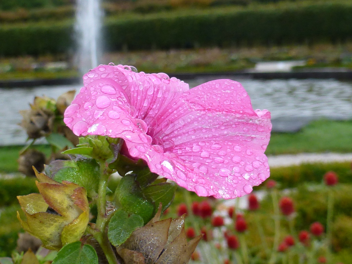 Blume mit Tropfen