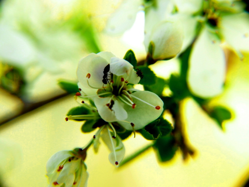 Blume mit untermietern von hagibo 