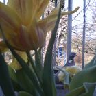 Blume mit Vogel