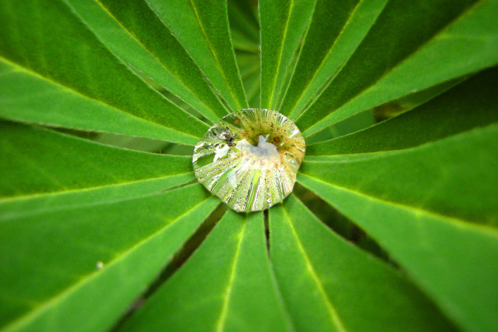 blume mit wassertropf