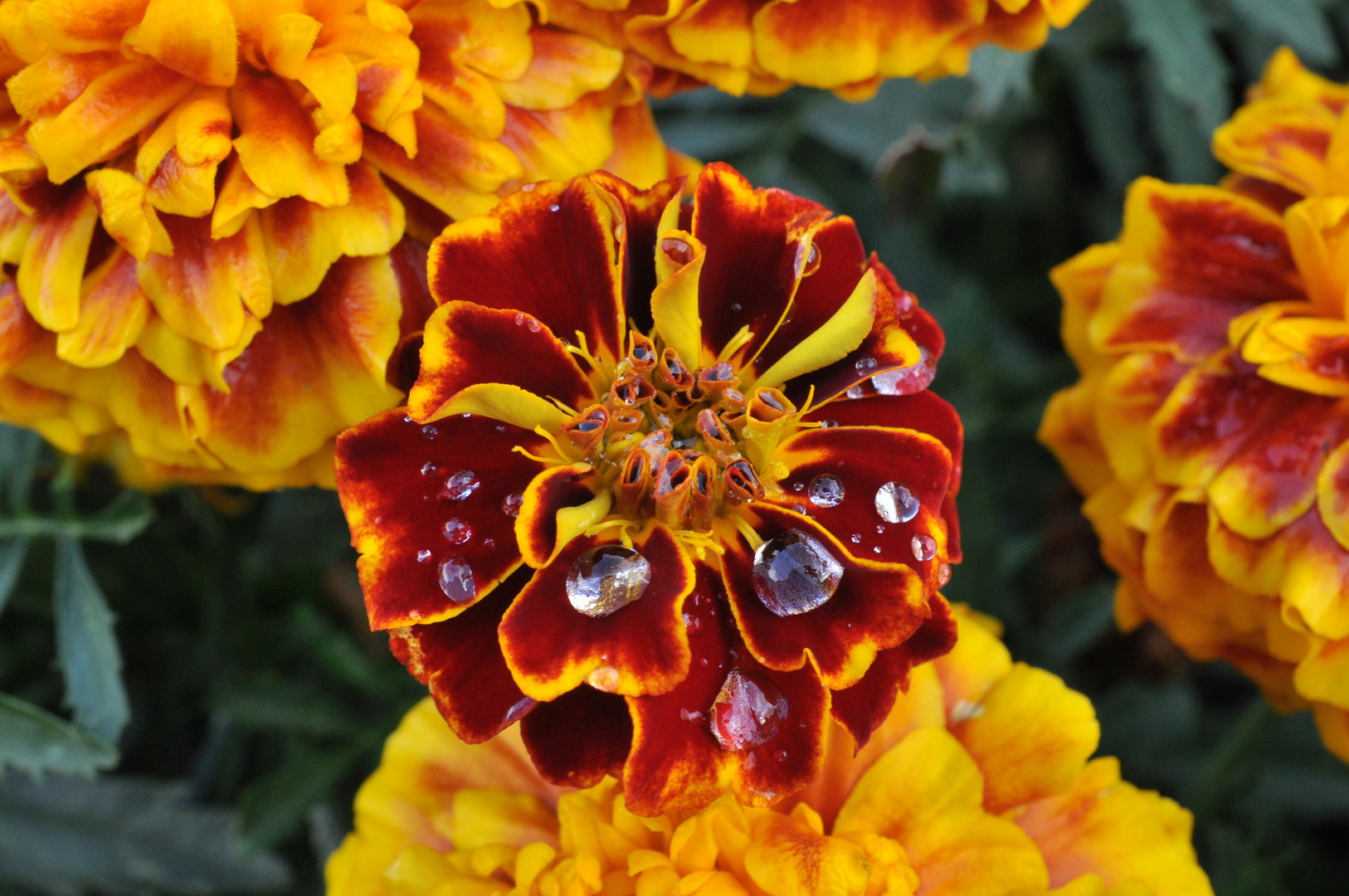 Blume mit Wassertropfen