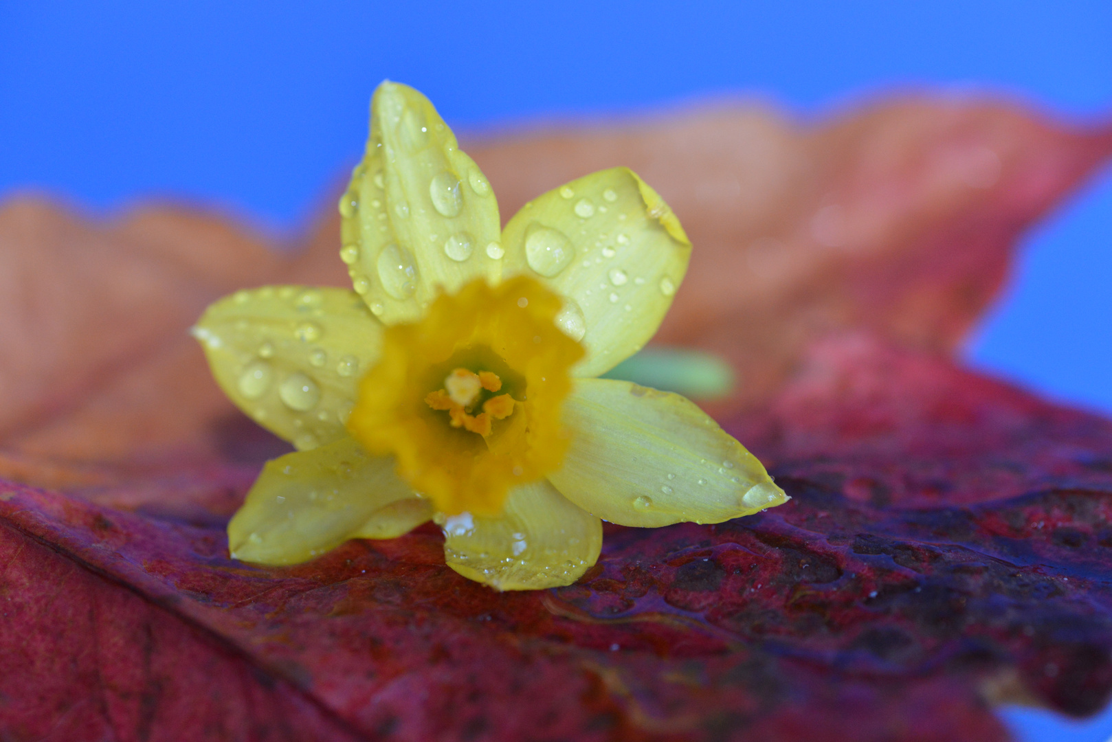 Blume mit Wassertropfen