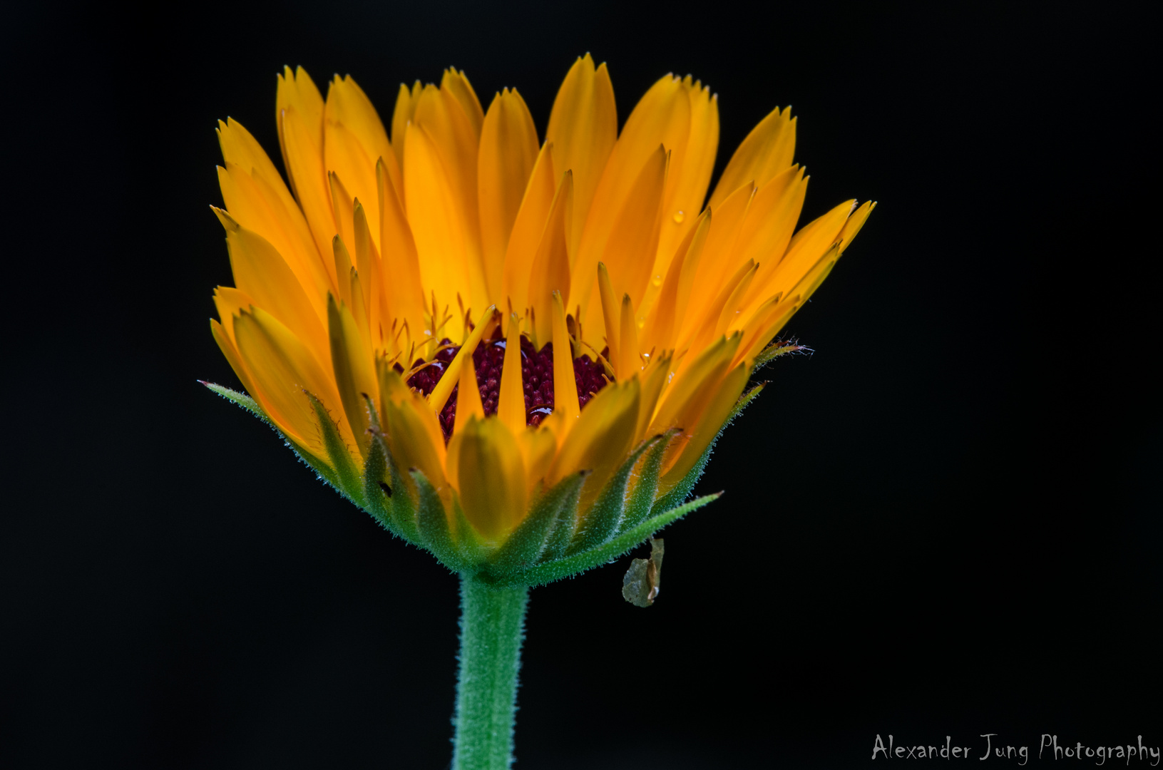 Blume mit Wassertropfen