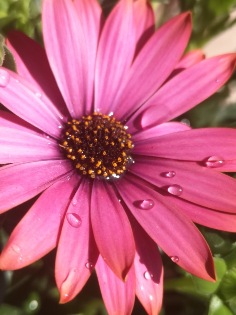 Blume mit Wassertropfen 