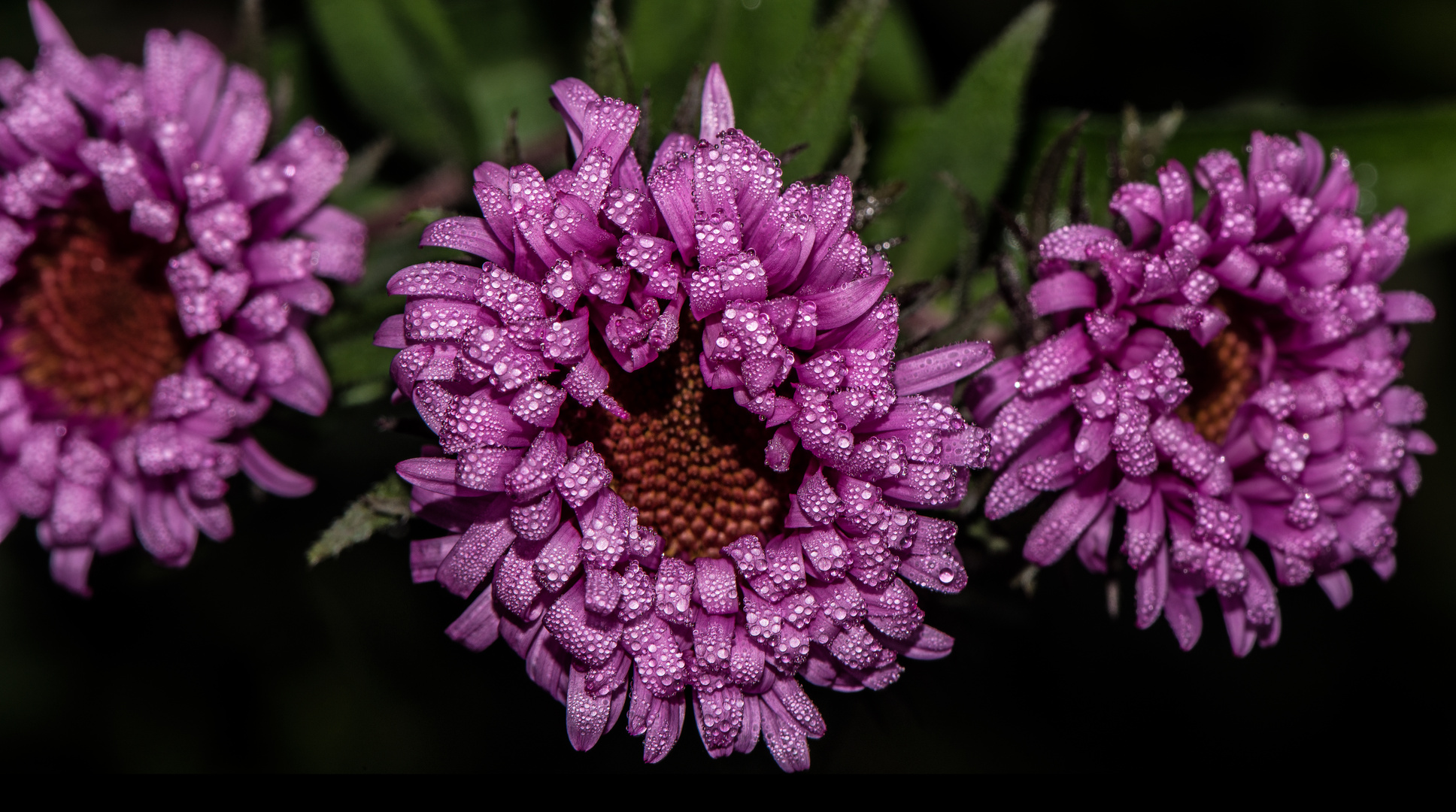 Blume mit Wassertropfen