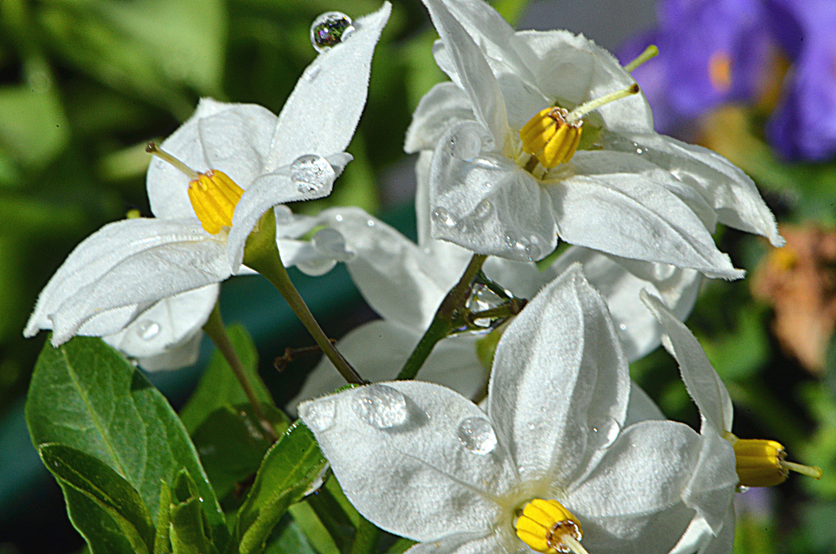 Blume mit Wassertropfen