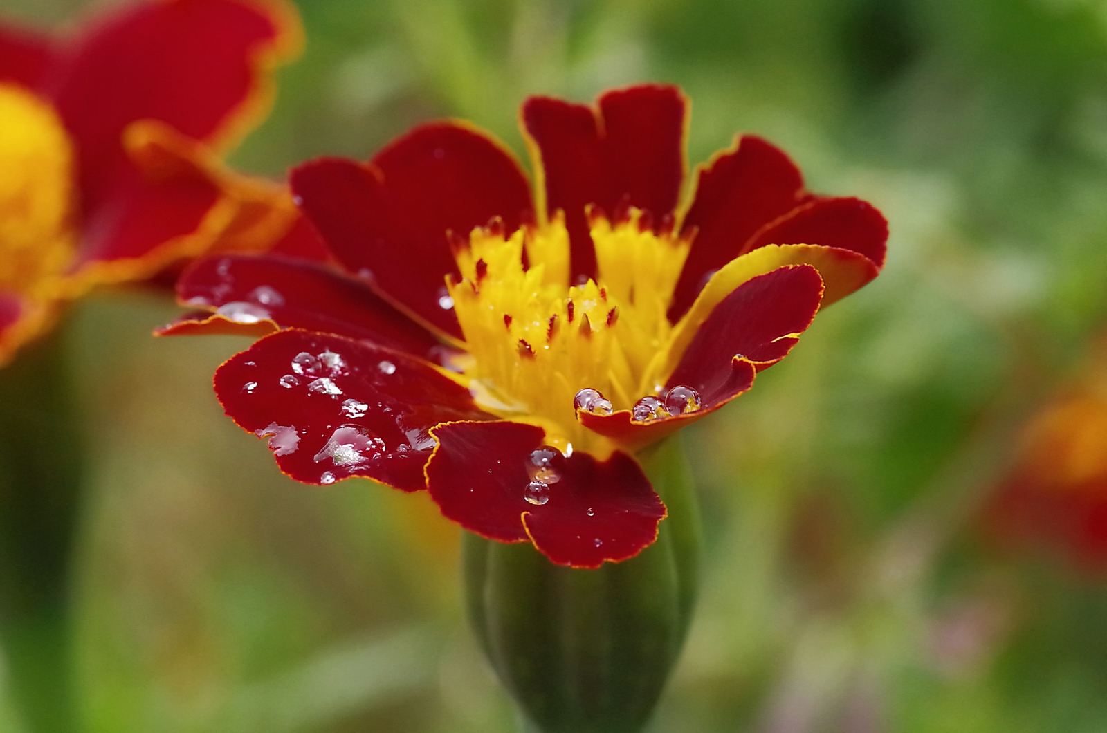 Blume mit Wassertropfen