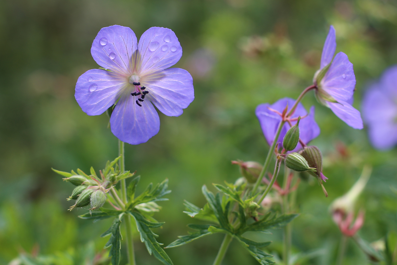 Blume mit Wassertropfen ll