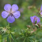 Blume mit Wassertropfen ll