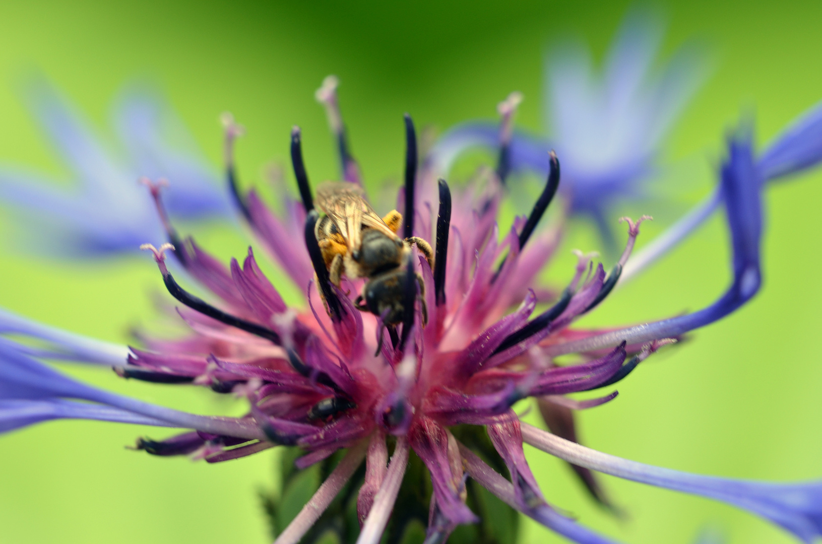 Blume mit Wespe