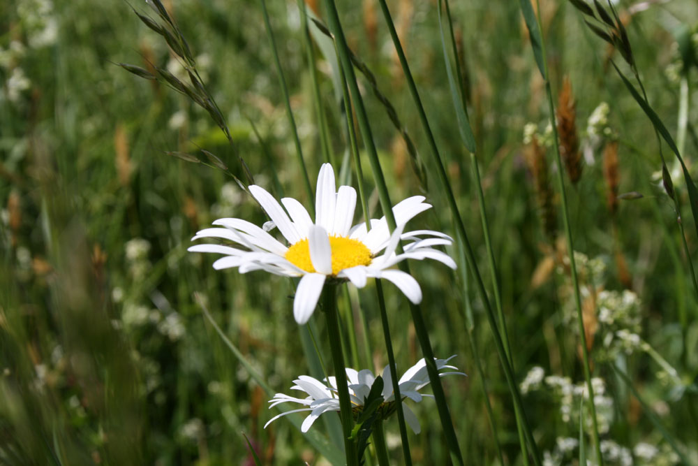 Blume mit Wiese