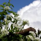 Blume mit Wolken