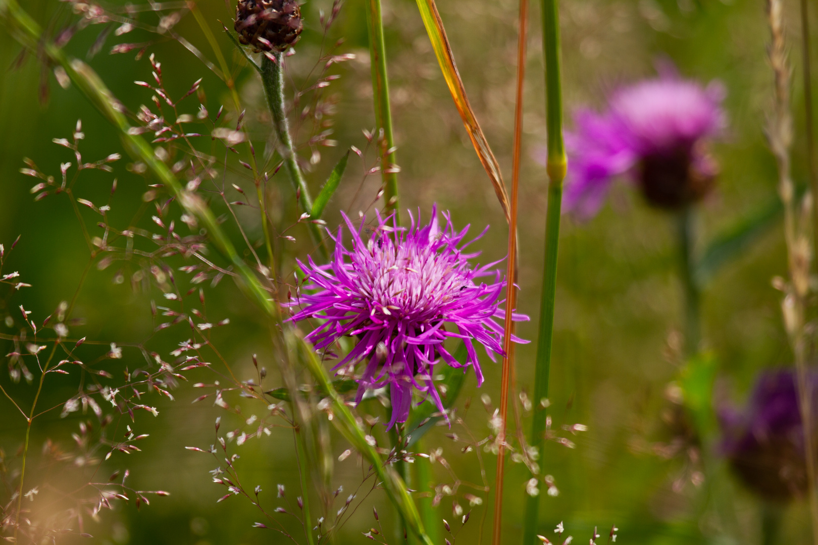 Blume mit zarten Gräsern