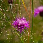 Blume mit zarten Gräsern