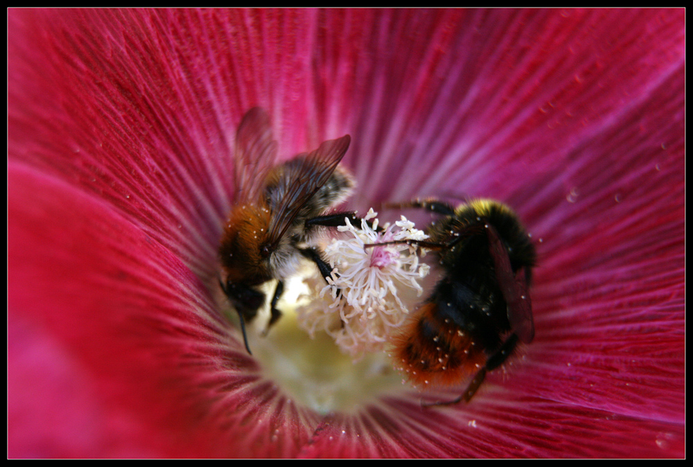 Blume mit zwei Hummeln