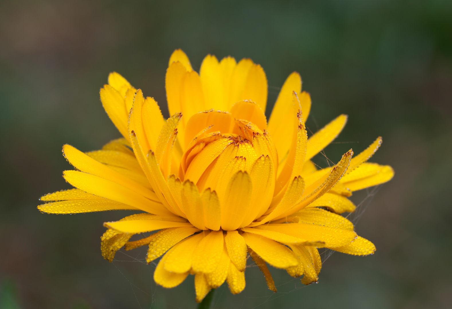 Blume mitten Im Wald...