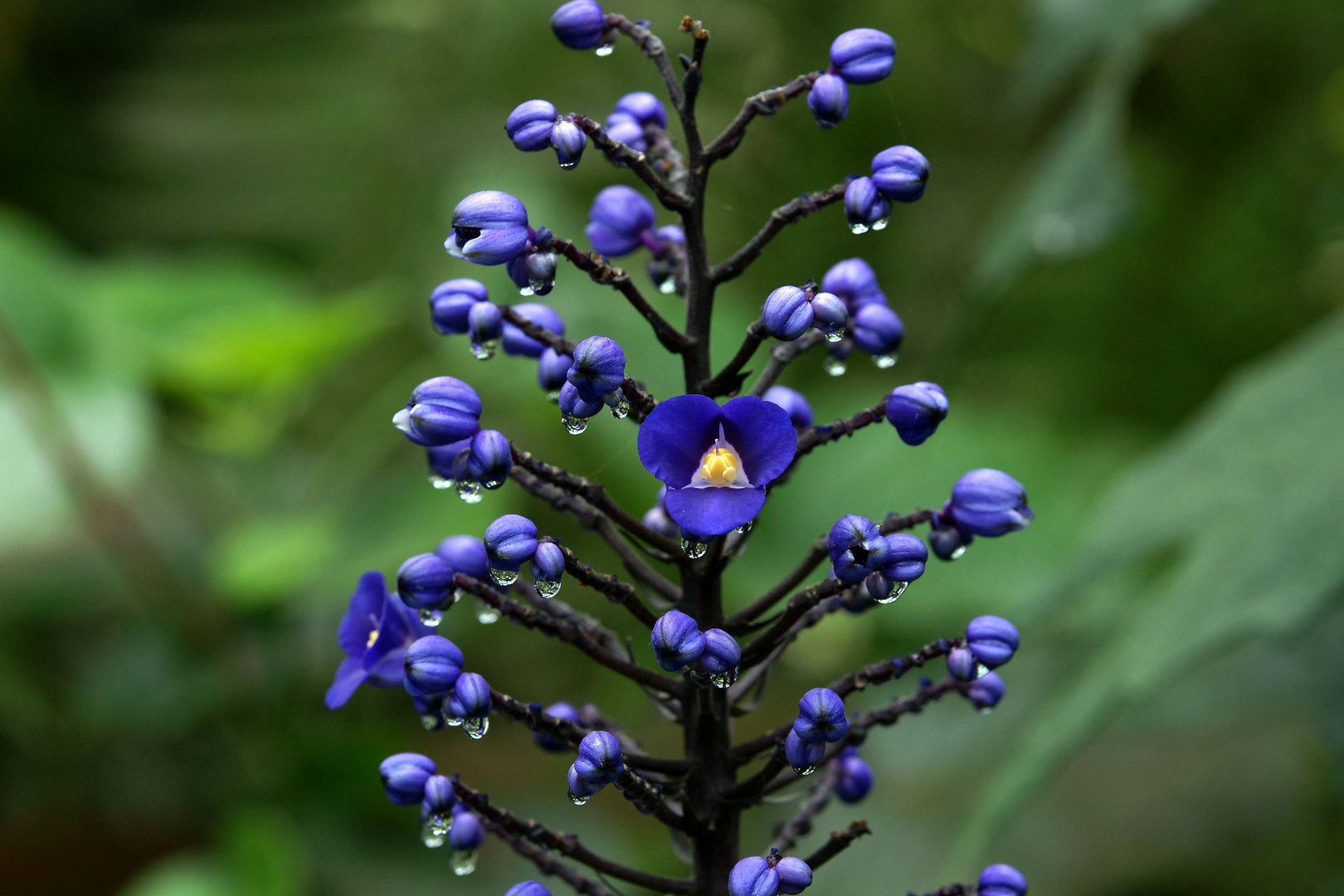 Blume nach dem Giesen