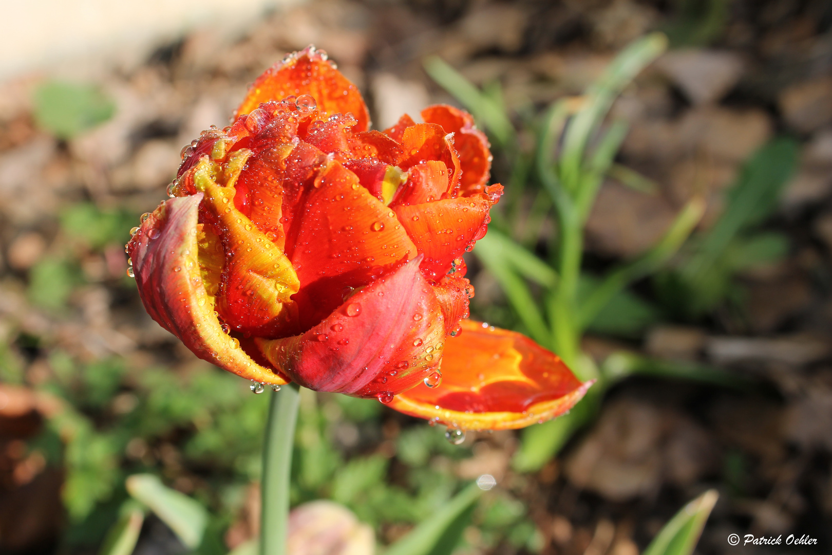 Blume nach dem Regen