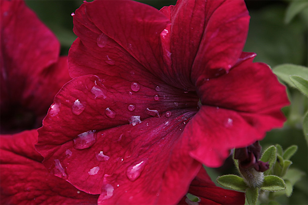 Blume nach dem Regen