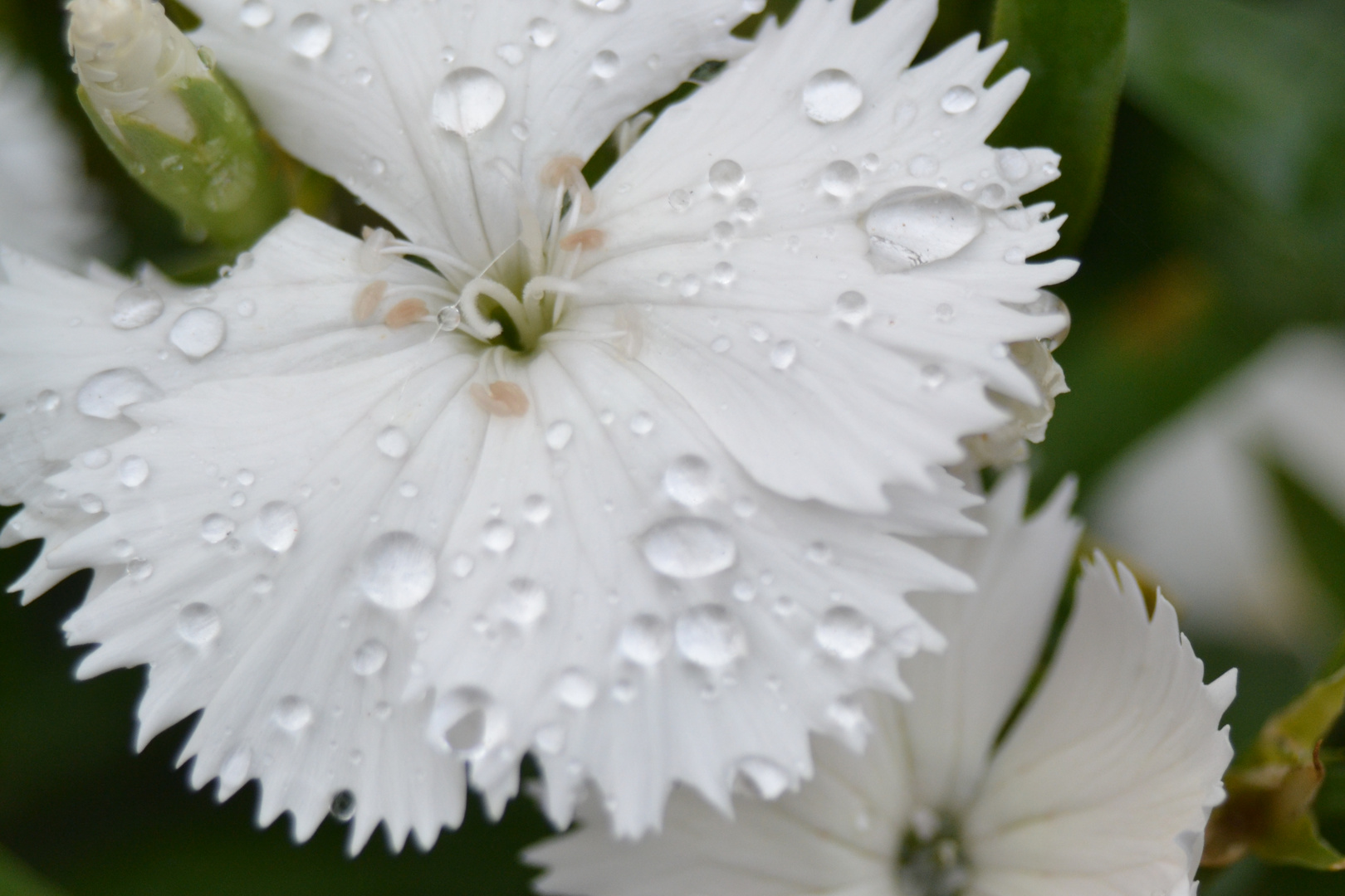 Blume nach dem Regen