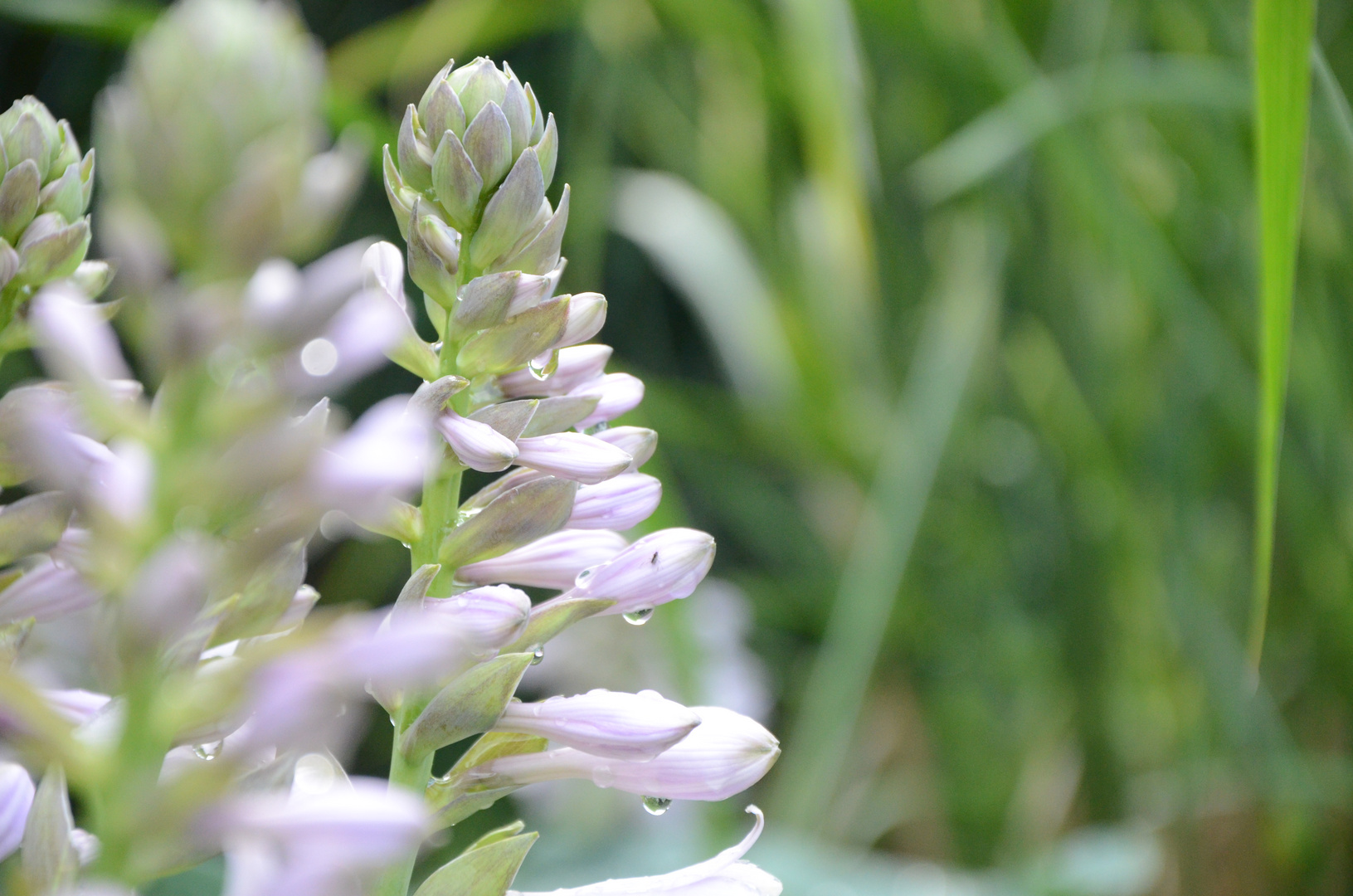 Blume nach dem Regen