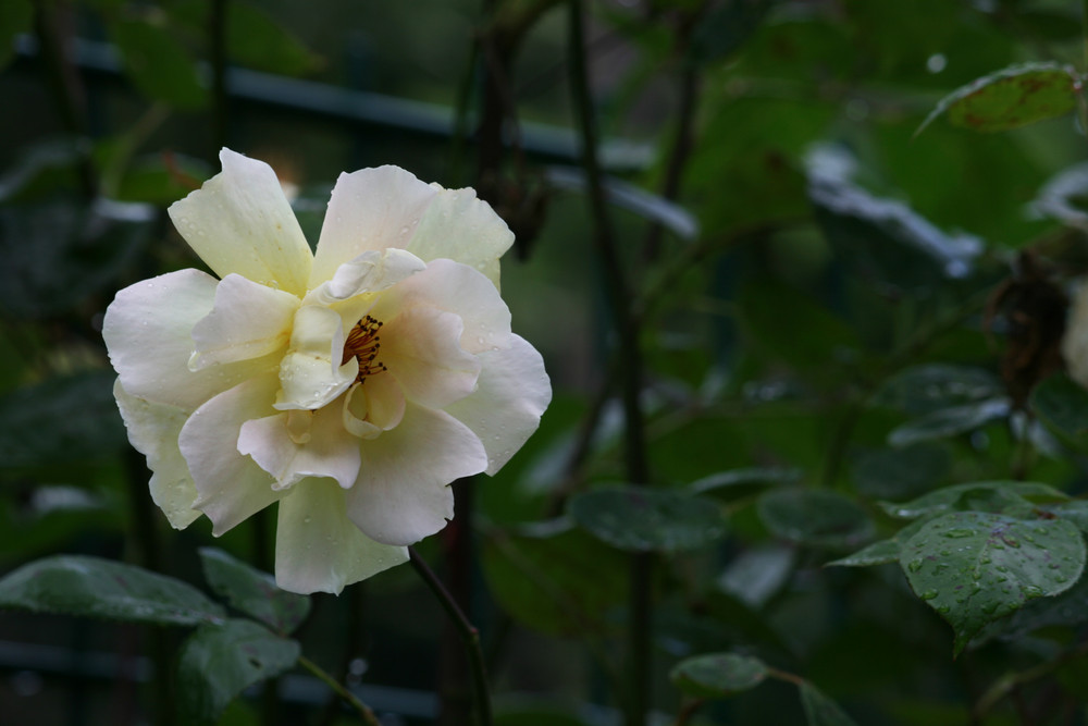 Blume nach einem Regenschauer